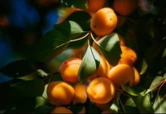 [foto de la noticia]