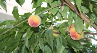 [foto de la noticia]